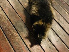 -巴伐利亚啤酒坊(意式风情街店)