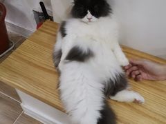 -李小姐の猫咖啡馆(五角场店)