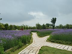 -九龙湖公园