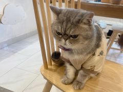 -楼上猫咖(罗湖店)