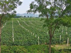 -北京张裕爱斐堡酒庄