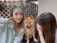 -柴犬高等学院·狗咖·柴犬售卖·宠物训练