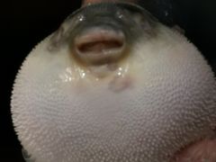 -肆月河豚·新淮扬(金融街店)