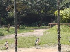 -深圳野生动物园