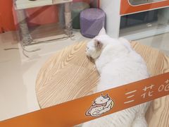 -三花喵·撸猫购宠·宠物生活馆(虹桥南丰城店)