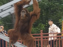 -西霞口神雕山野生动物世界