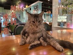 -猫小院猫主题餐厅(三里屯店)