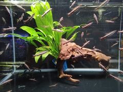 -中环花鸟鱼虫市场