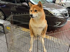 -青石桥花鸟鱼虫市场(叠翠城店)