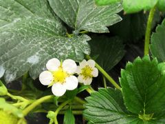 -胜丰草莓采摘园