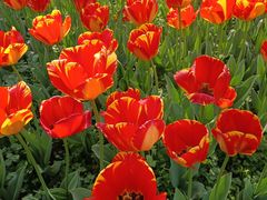 -大宁郁金香公园-停车场