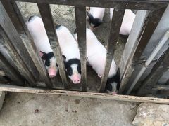 -田园东方蜜桃村的田野营地