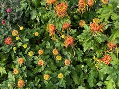 -甜星Star面包生日蛋糕(北坦店)