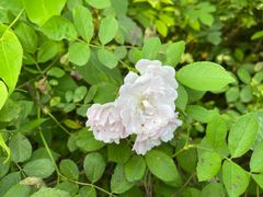 -贵阳市花溪国家城市湿地公园