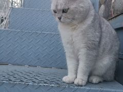 -喵屿·大理花园猫咖