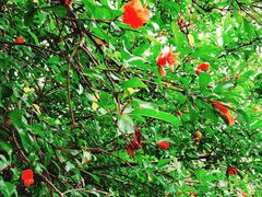 景点-常熟方塔园