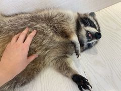 -浣熊柯尔鸭土拨鼠·电玩咖