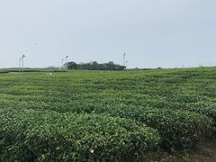 -雪绿茶博物馆