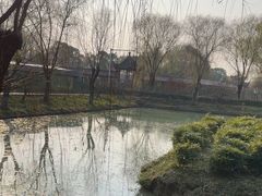 -中国扬子鳄村