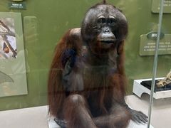 -国家自然博物馆