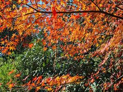 -杭州半山国家森林公园