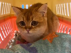 -欣宠猫屋·矮脚拿破仑·蓝金金渐层