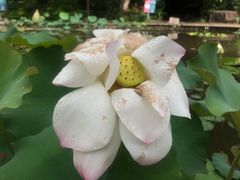 -曼听御花园