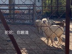 -青藏高原野生动物园