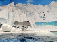 -海合安天津极地海洋公园