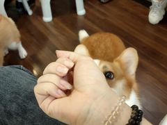 -柯斗斗主题餐厅·狗咖·围炉煮茶·茶饮(国瑞升平里店)