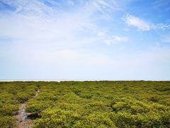 -北海金海湾红树林生态旅游区