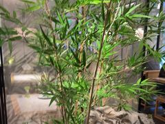 -绿茶餐厅(青岛城阳万象汇店)