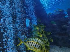 -太平洋海底世界