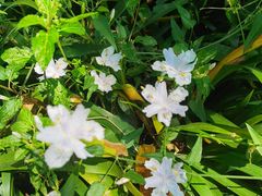 -桤木河湿地公园