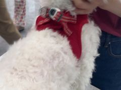 -安安宠医·臻爱宠物医院·宠保定点(营门口路分院)