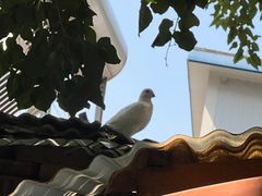 -燕郊烧鸽子(酷车小镇店)