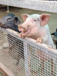 -阿菠萝小猪农场·萌宠乐园·亲子游·研学