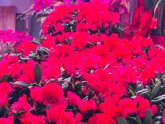 -花鸟鱼虫鲜花绿植市场(玉泉路店)