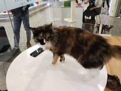 -猫冇咖·家门口的撸猫馆(大融城店)