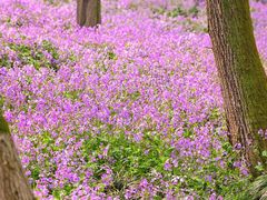 -西湖风景区-江洋畈生态公园