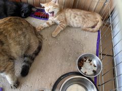 -康乐宝动物医院