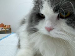 -宠颐生汉谟拉比宠物医院