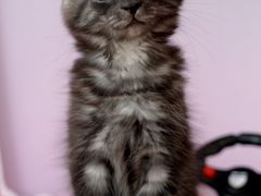 -翊宠yipet猫狗购宠庄园犬舍•猫舍