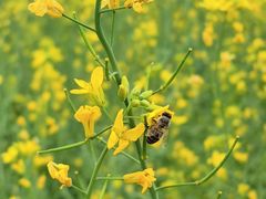 -光明小镇欢乐田园