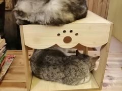 -猫色咖啡·猫咖