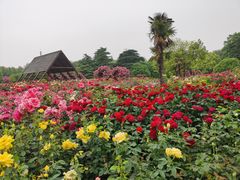 -上海滨江森林公园