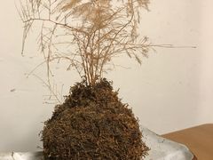 -柴务处·柴犬主题狗咖