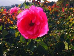 -亚龙湾国际玫瑰谷