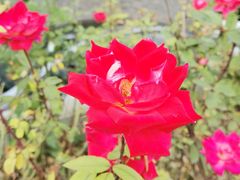 -北京植物园南门售票处