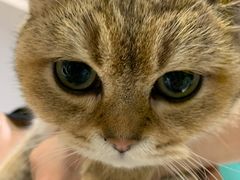 -飞行喵MR PILOT|猫舍·猫咖(静安大融城店)